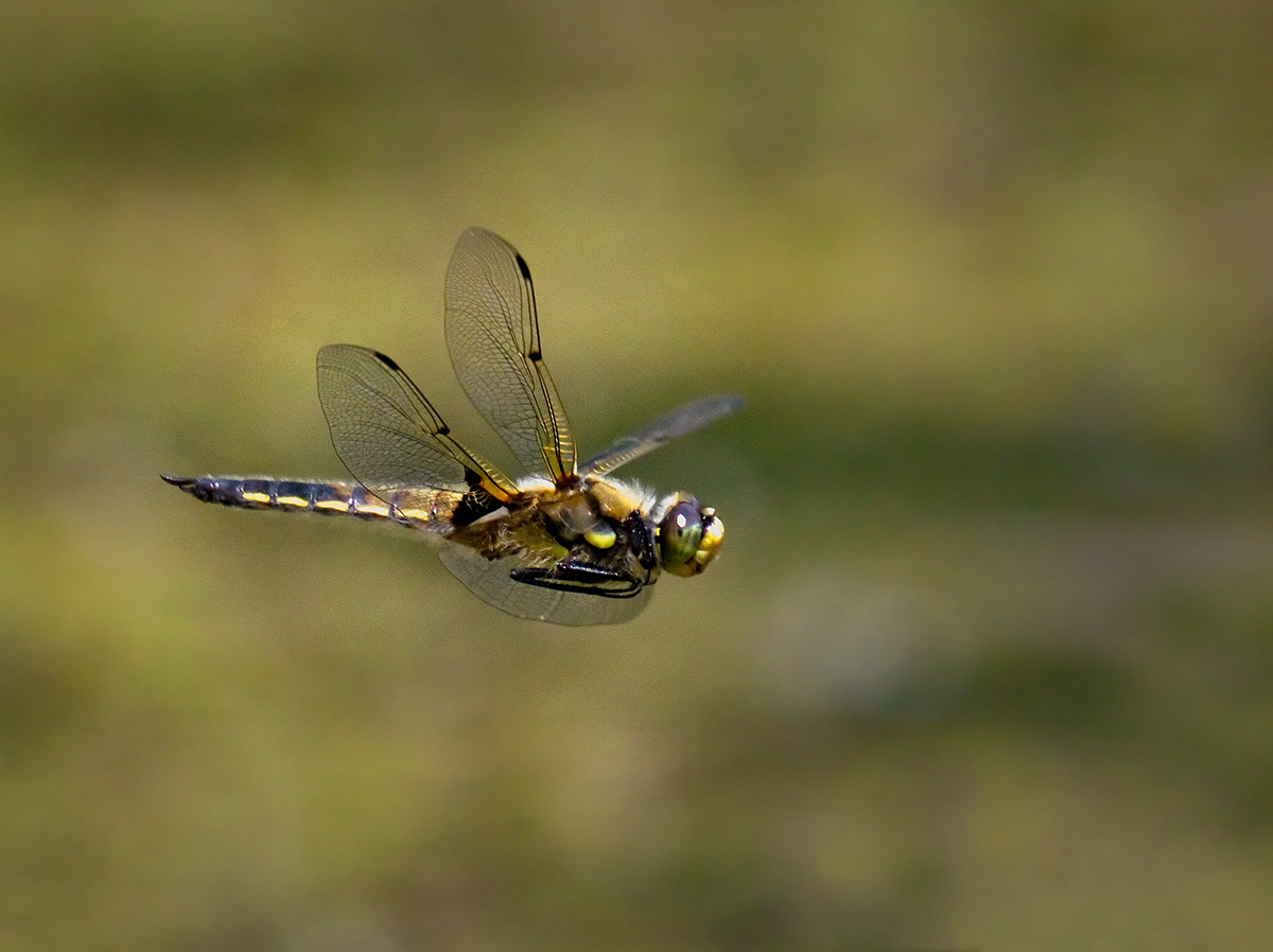 Four-Spotted Skimmer