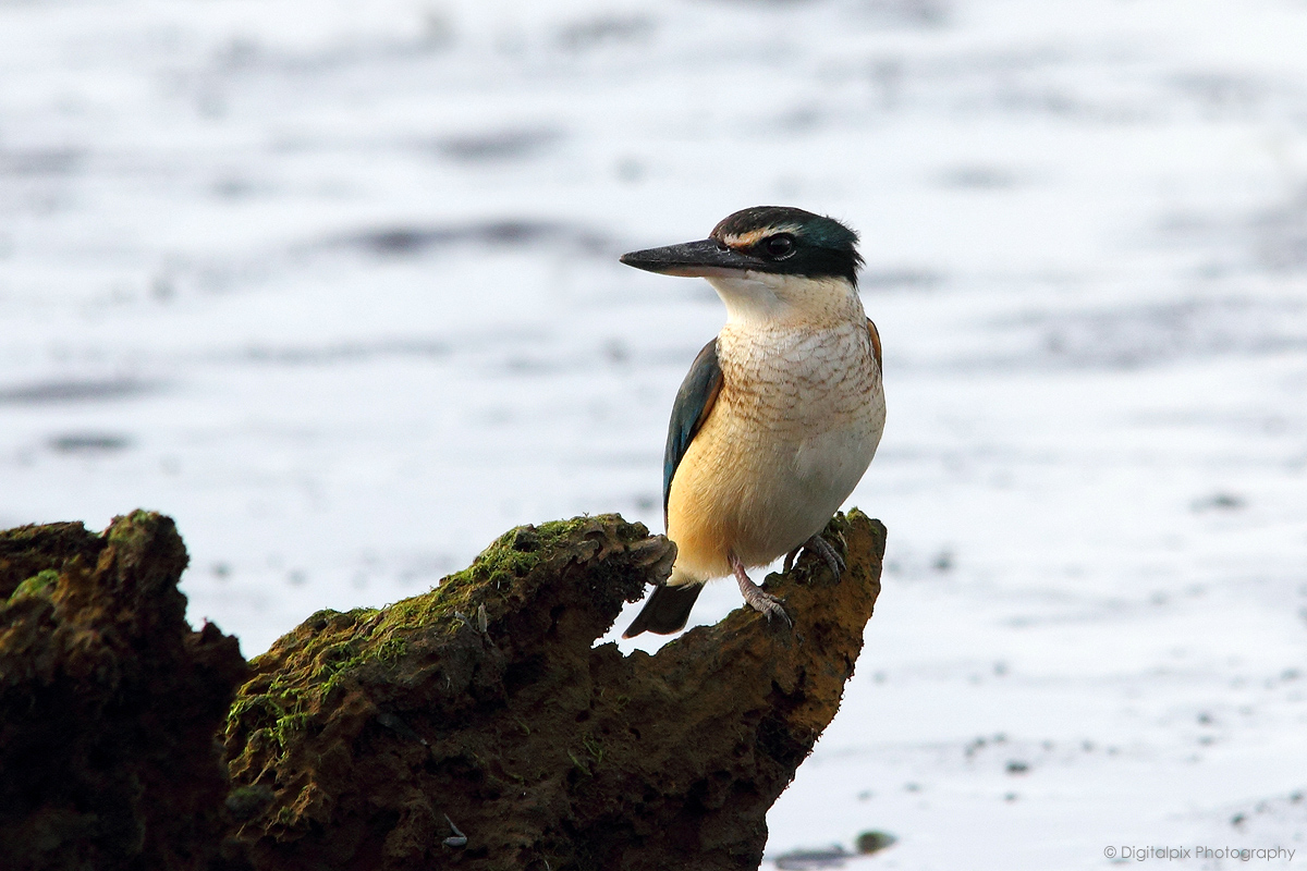 Kingfisher