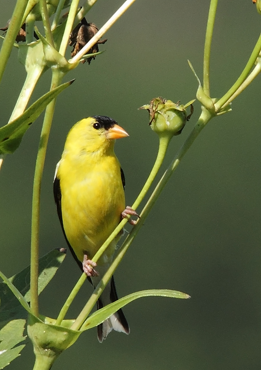 Gold finch