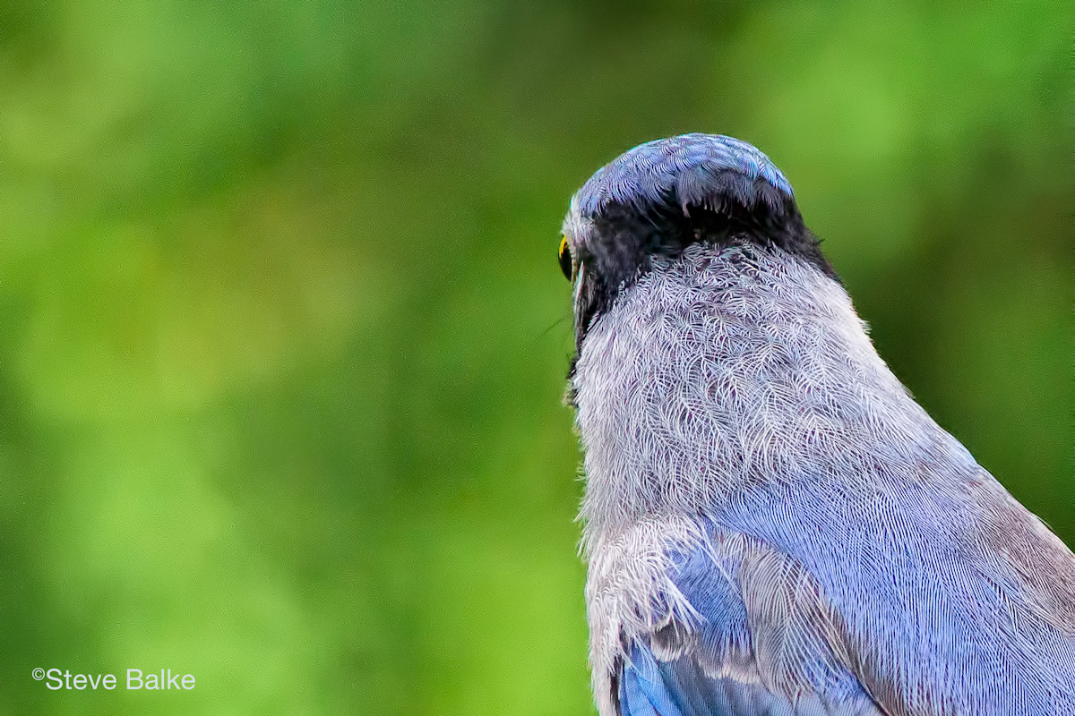 Blue Jay Patterns