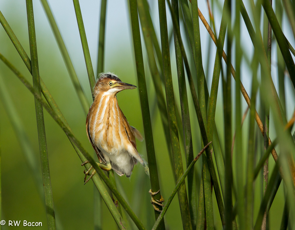 Least Bittern Juvie