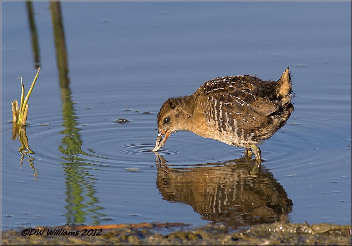 Juvenile Sora