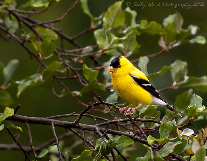 Sweet LIttle Finch