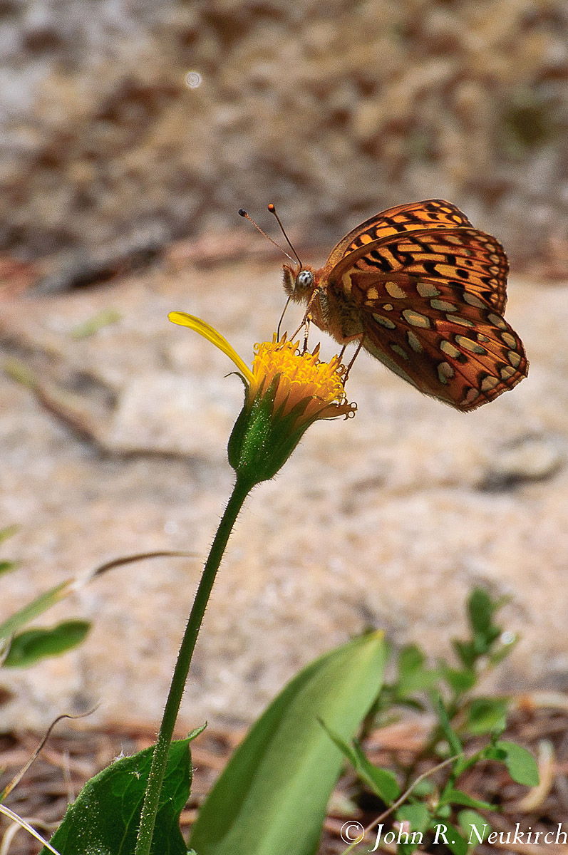 Checkerspot