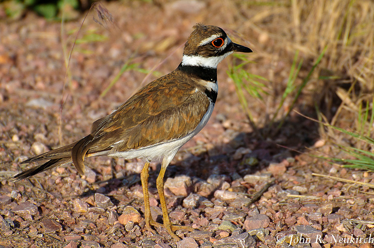 Killdeer