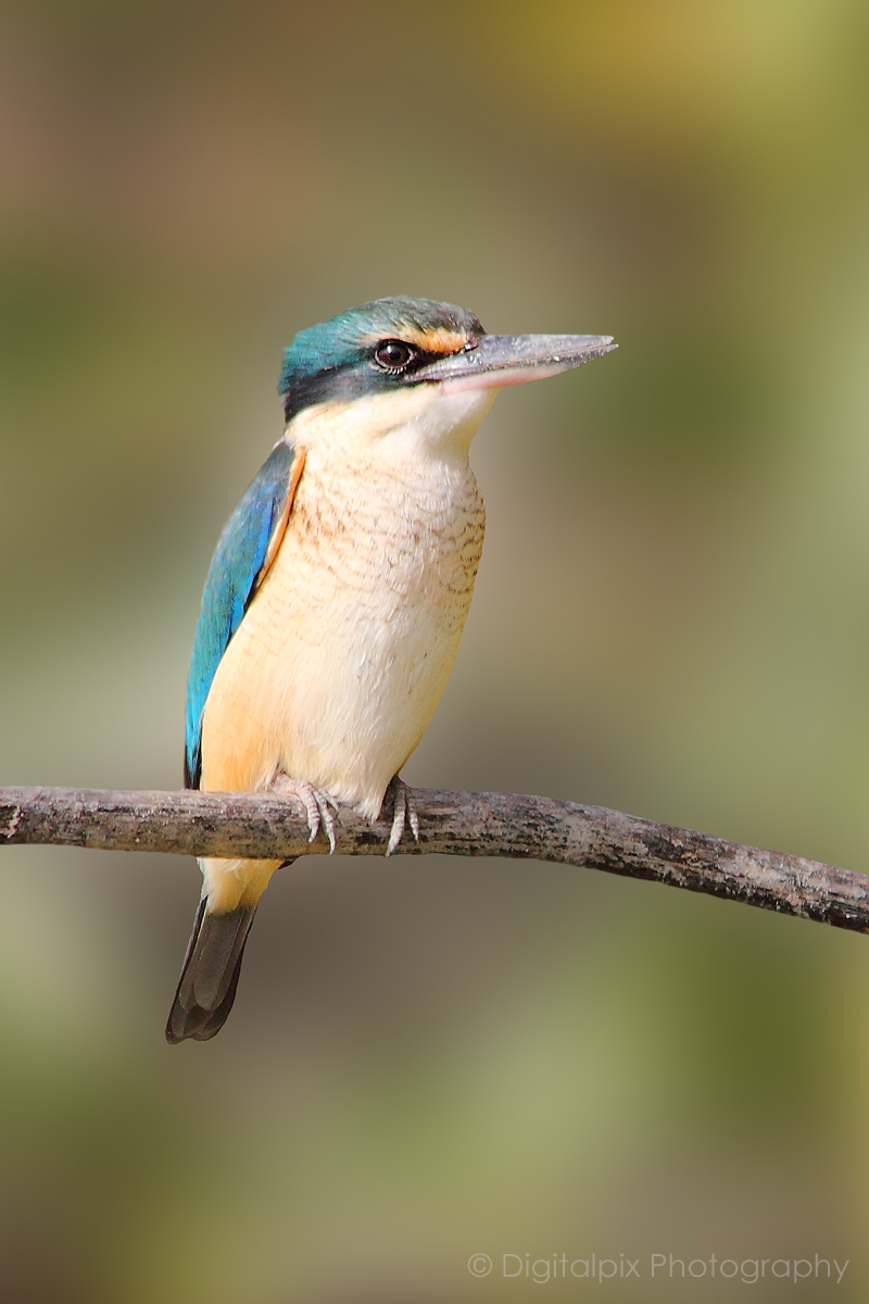 Another Kingfisher