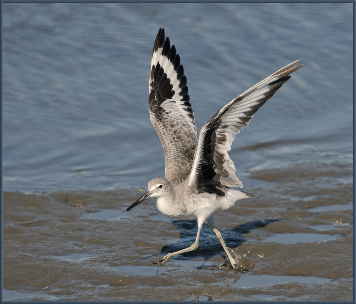 Willet