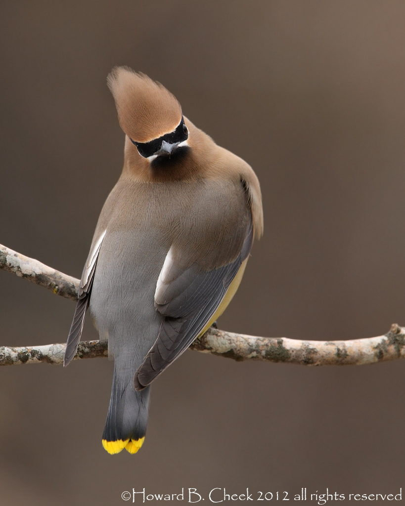 Winter Waxwing