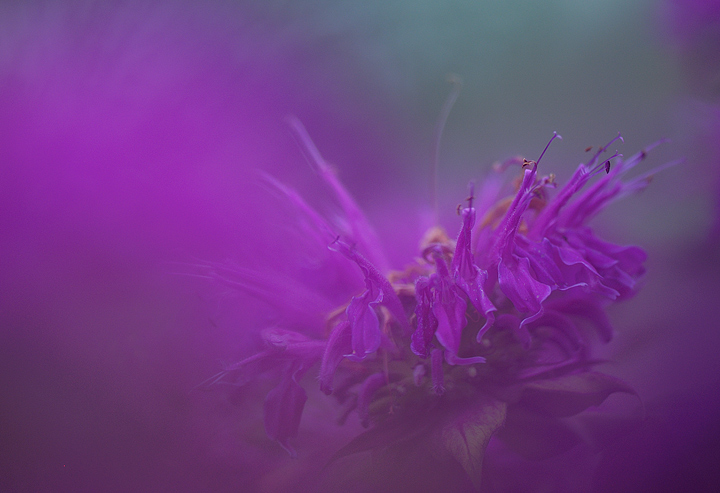 Bee balm