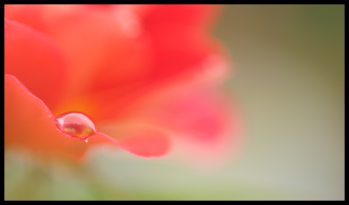 Raindrops on roses...