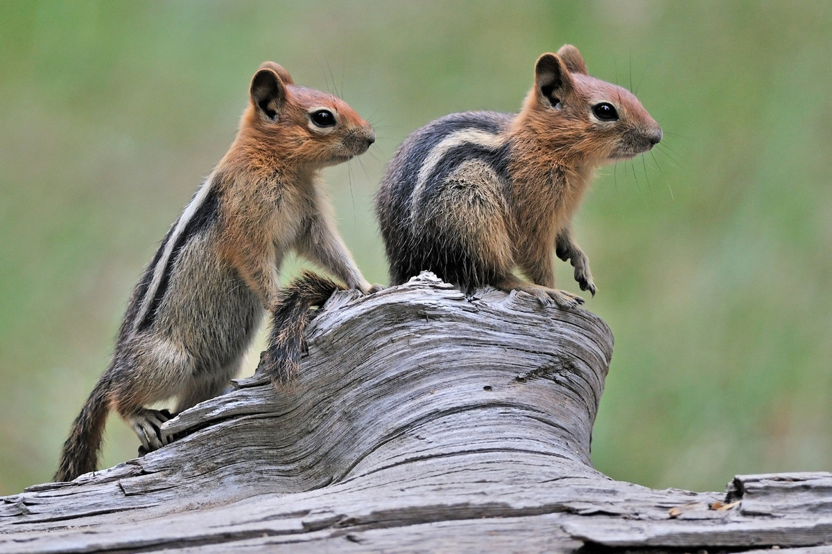 Golden Mantled Squirrels