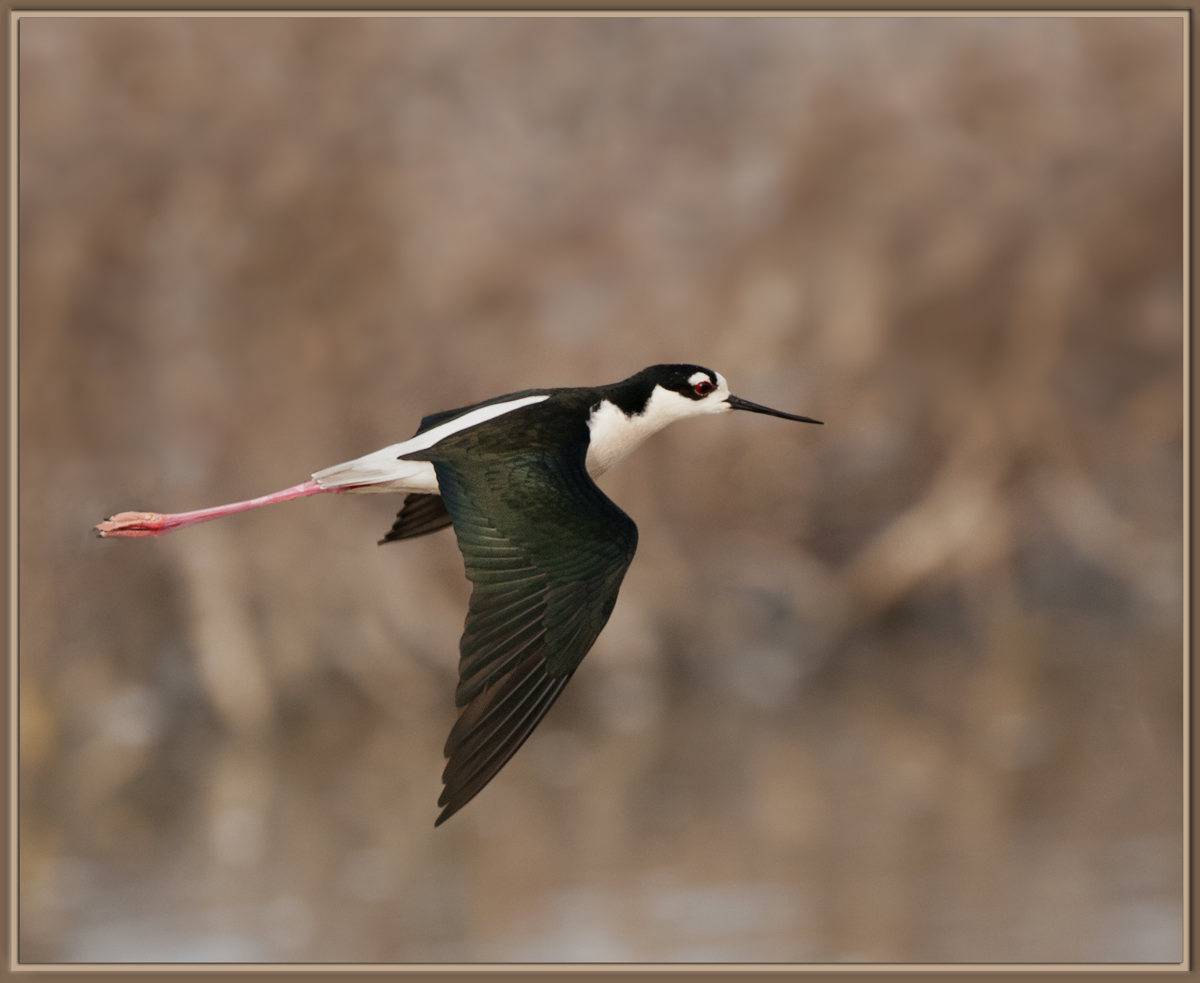 B-N Stilt in Flight