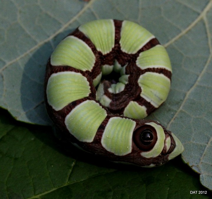 Sphinx moth caterpillar