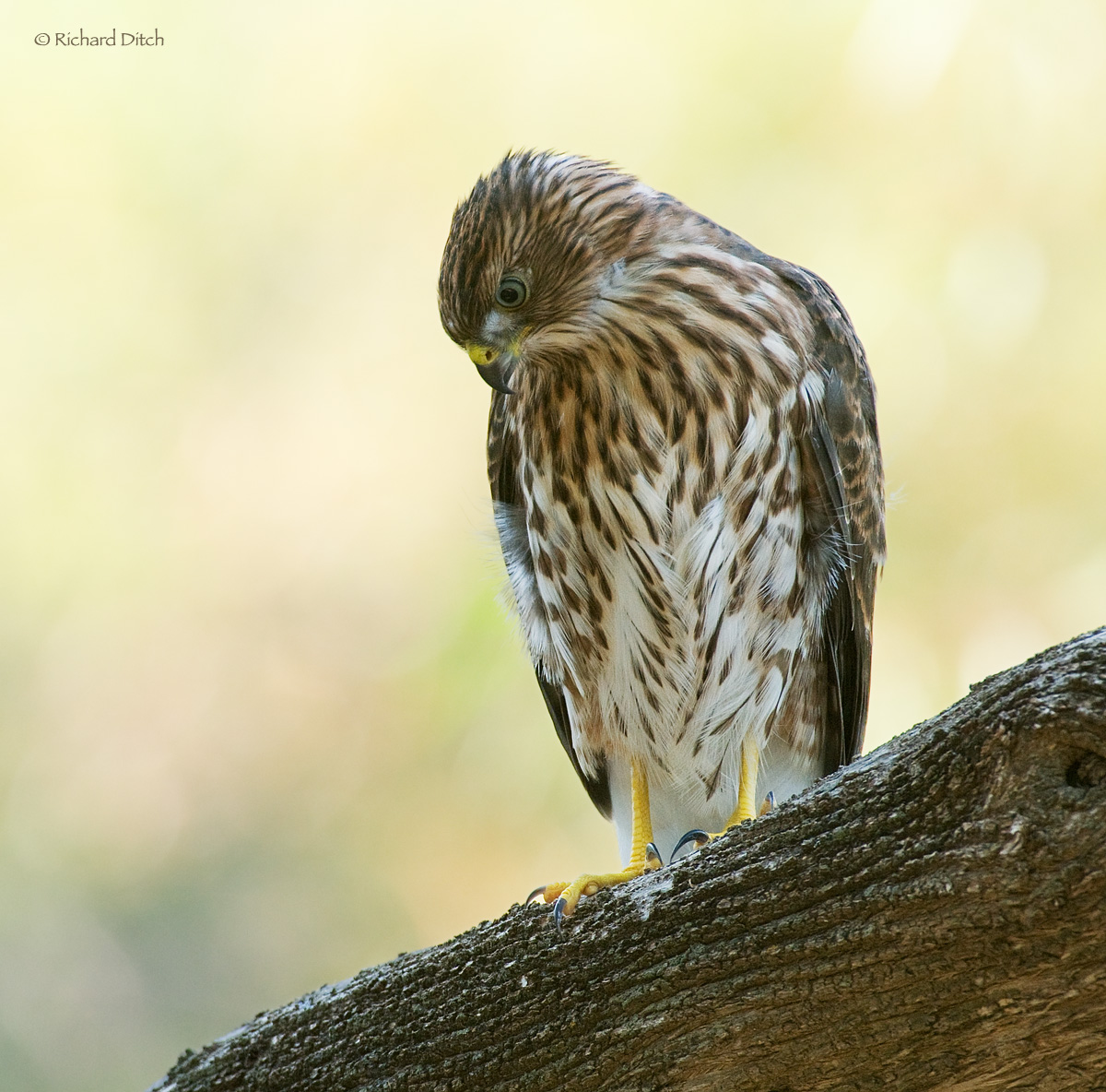 Cooper's Hawk