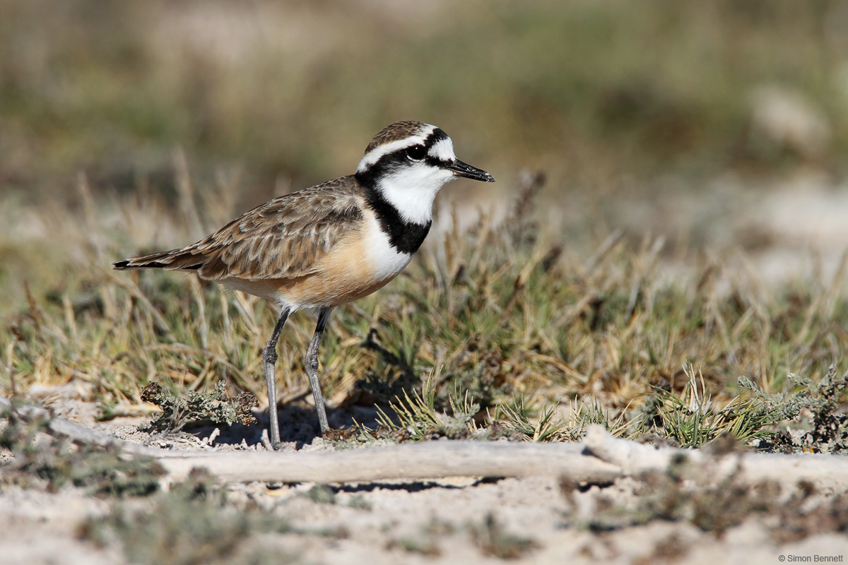 Madagascar Plover