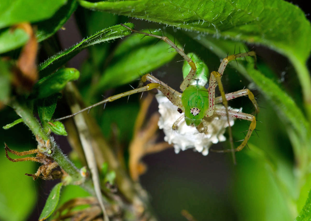 Green Lynx Spider + crop ver.
