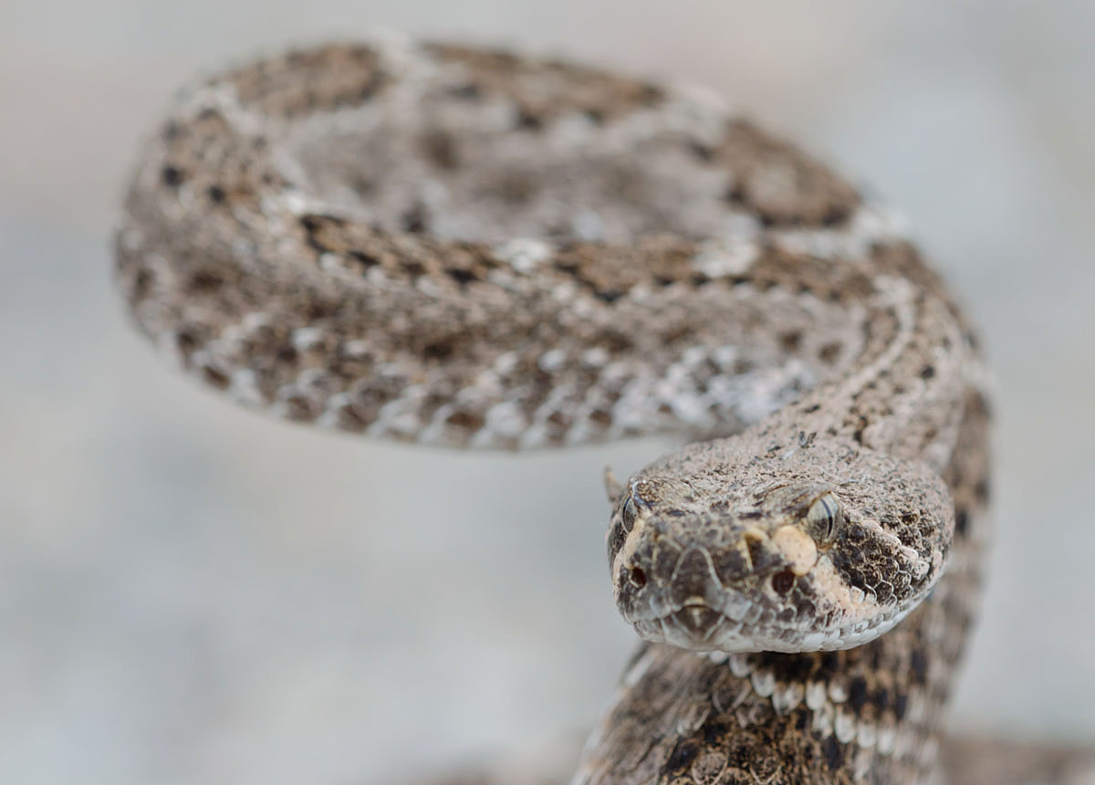Western Diamondback