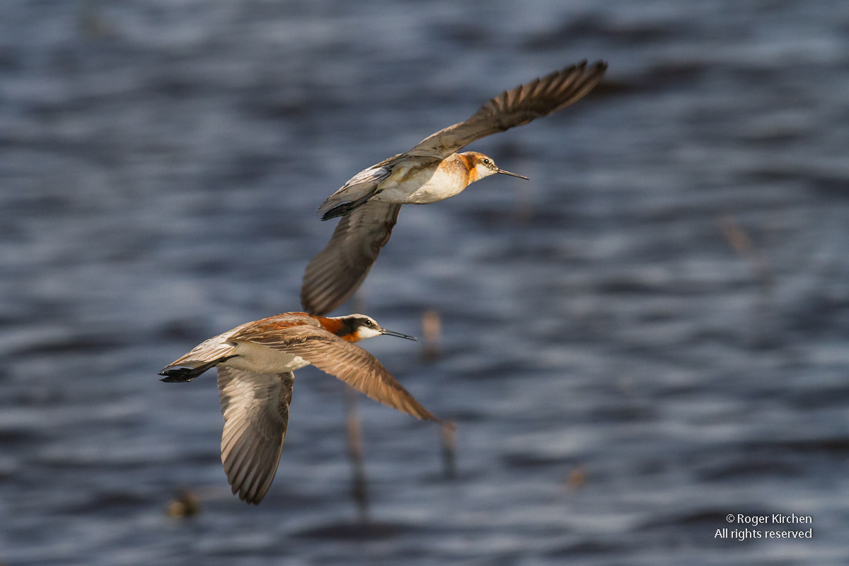 Phalaropes in Flight