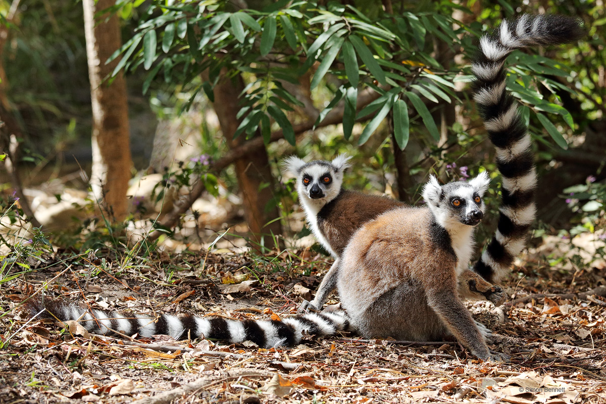 Ring-tailed Lemurs