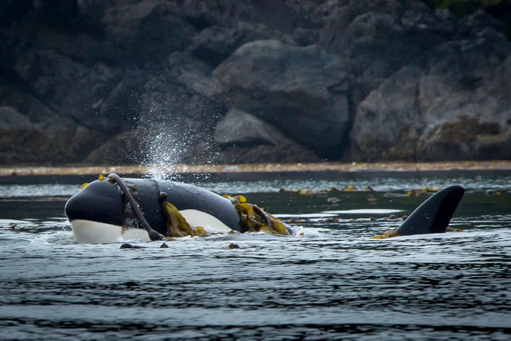 Festooned Orca