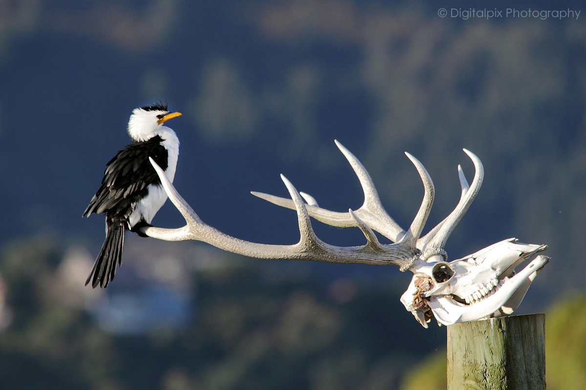 Pied Shag
