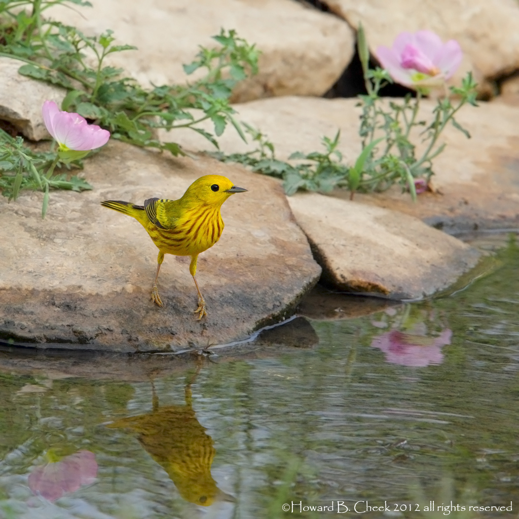 Warbler & Primrose
