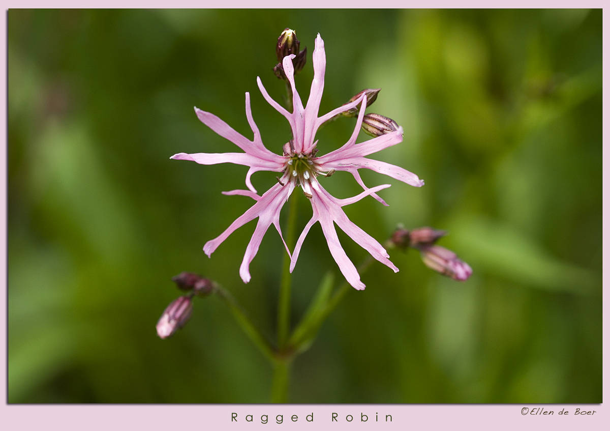Ragged Robin