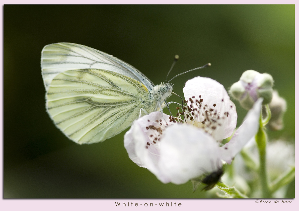 White-on-white