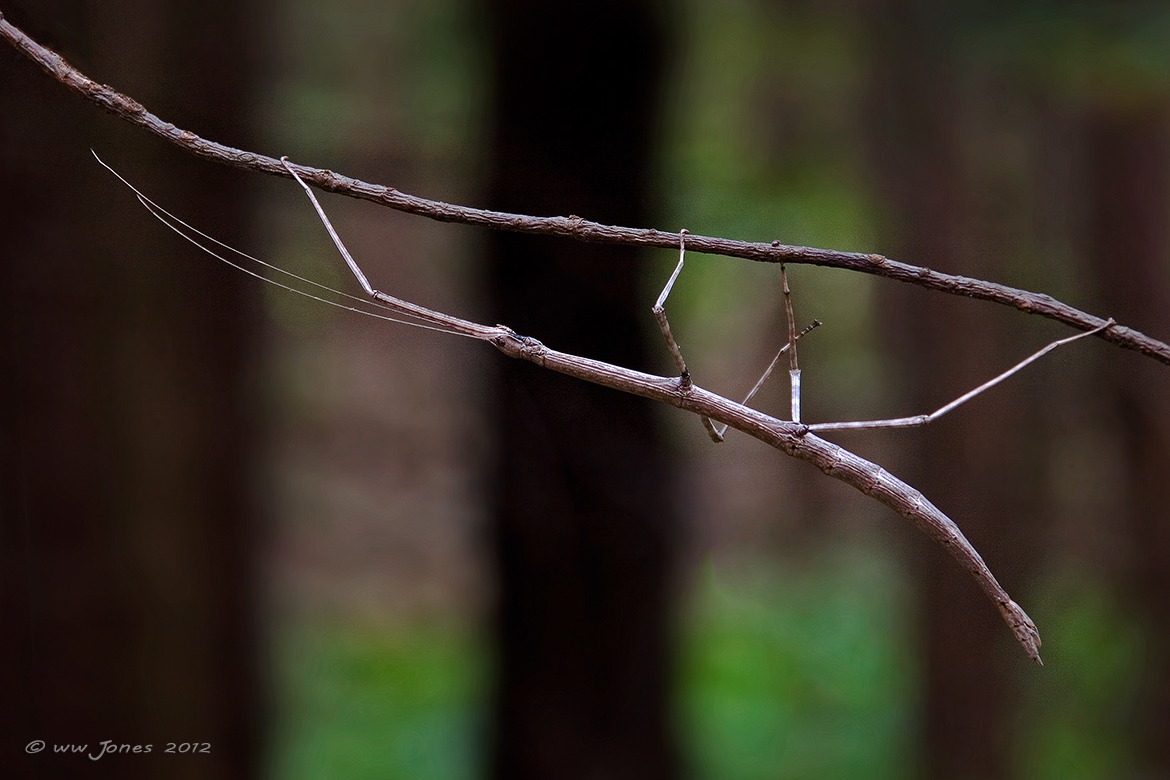 Just Another Stick