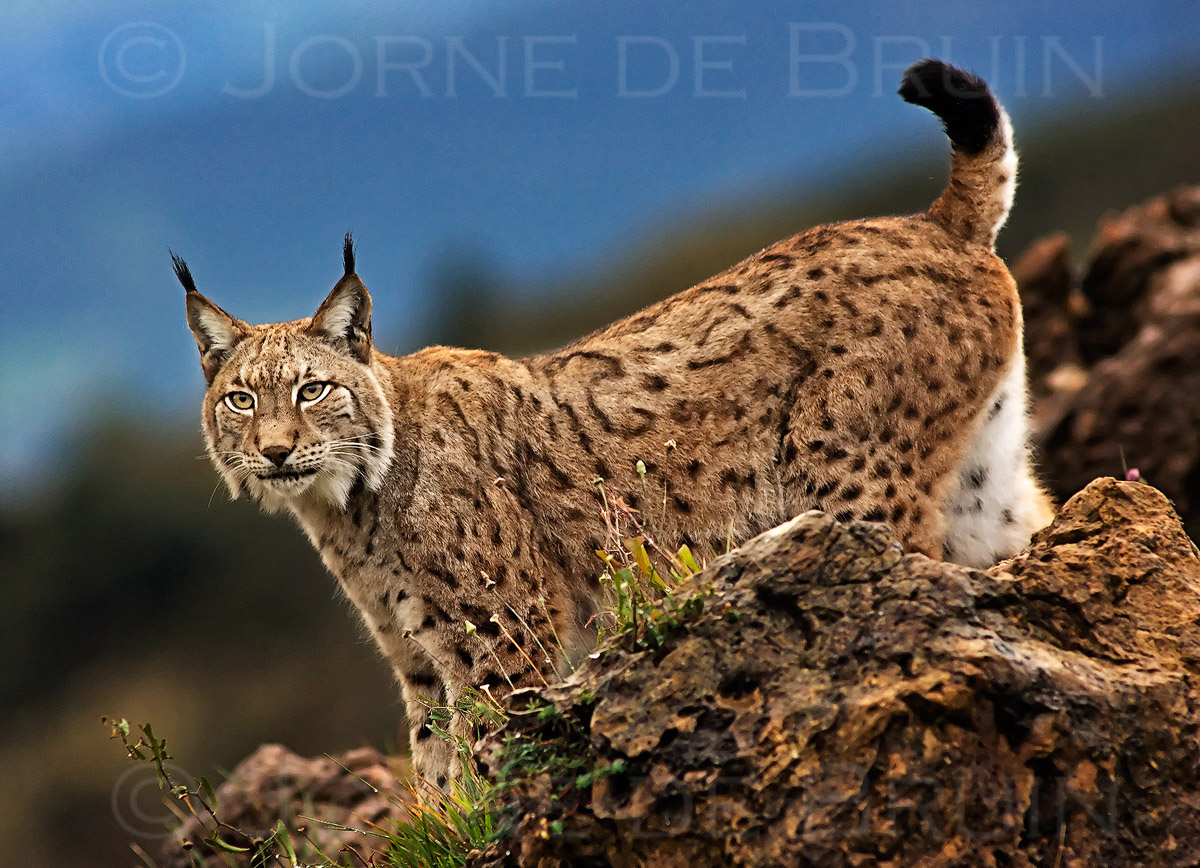 (c) Lynx