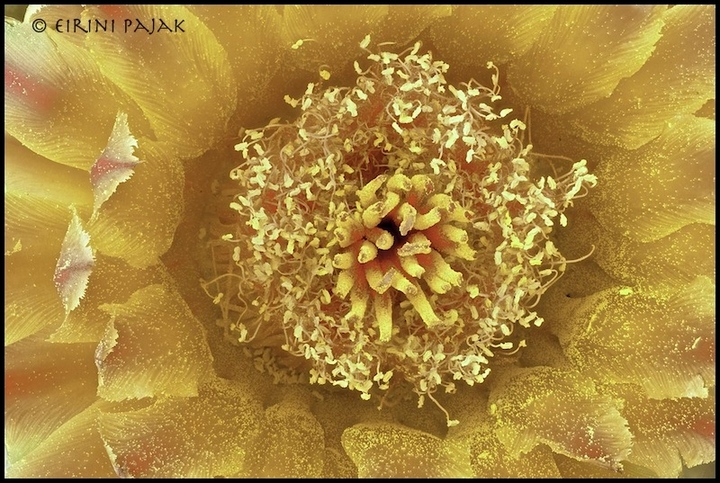 Barrel Cactus Flower