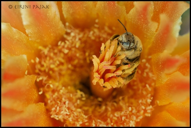 Solitary Bee
