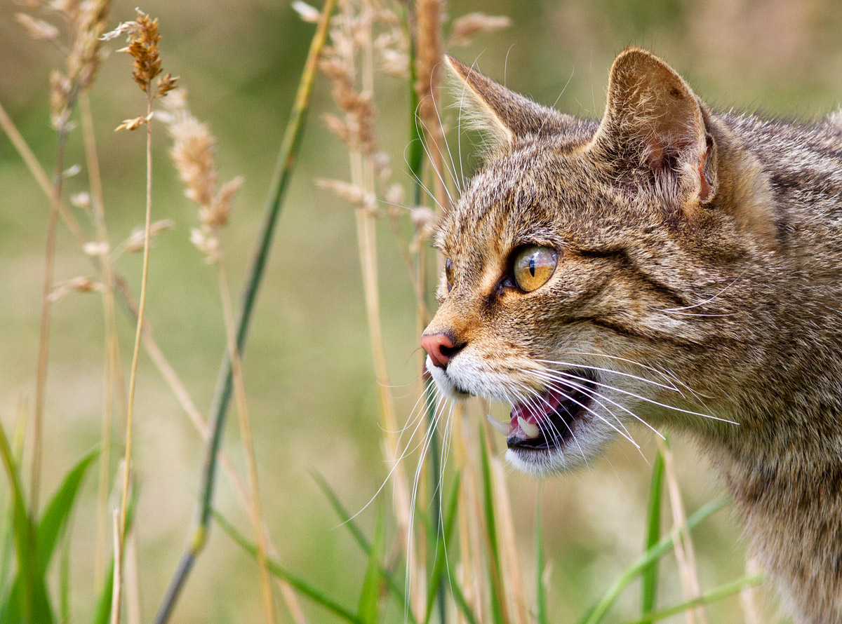 SCOTTISH WILDCAT (C)