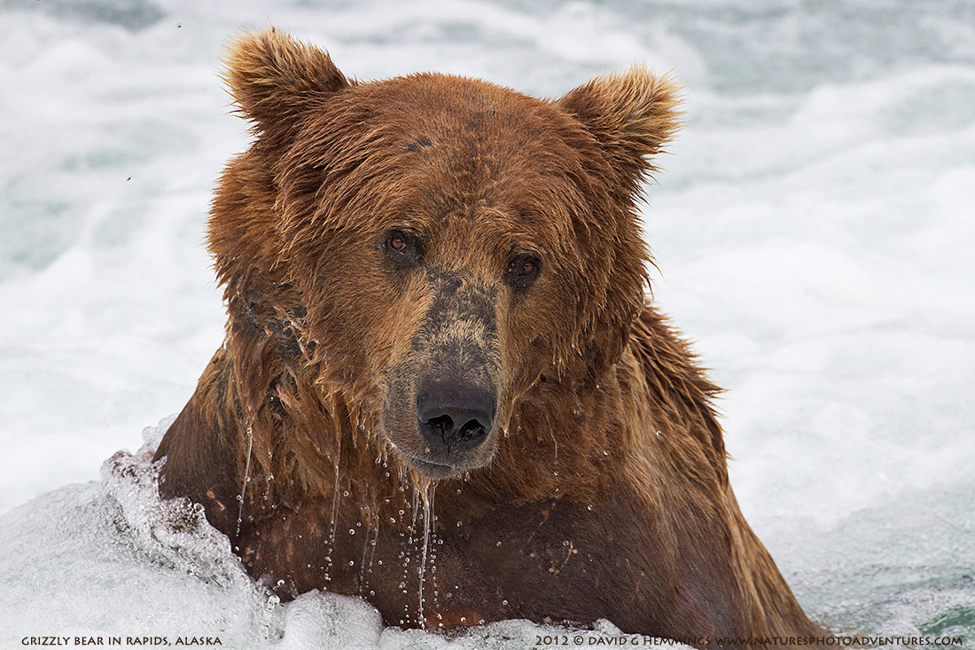 Grizzly Portrait