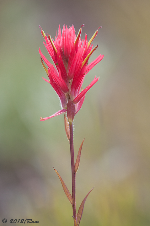 Indian Paintbrush