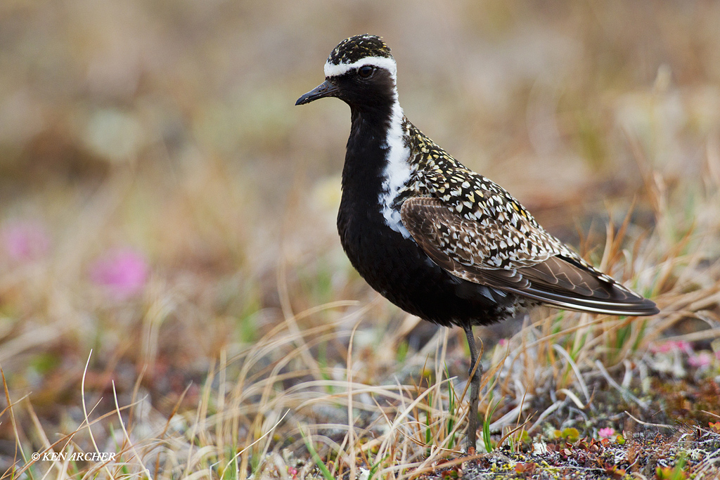 Pacific Golden Plover