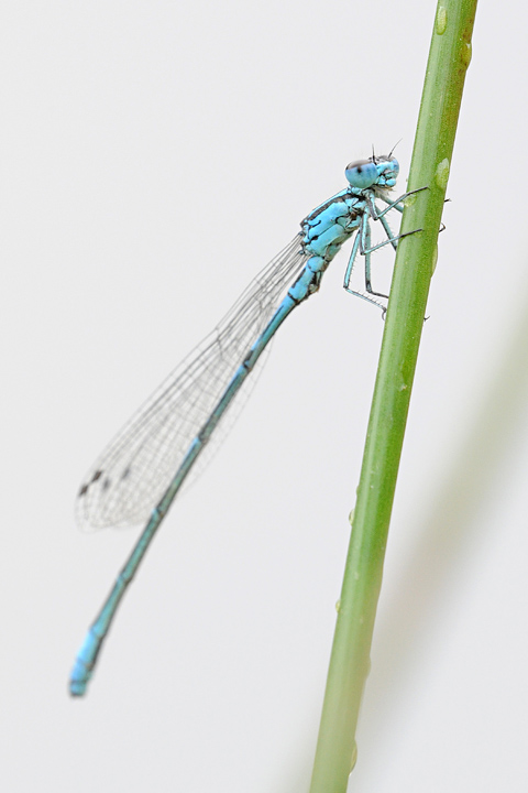 Damselfly