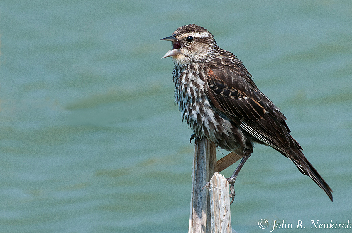 Juvenile RWBB