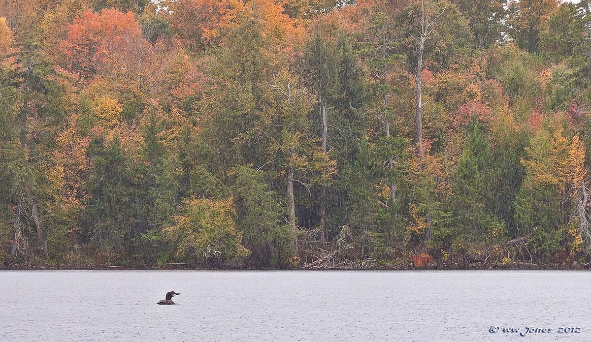 Lone Loon - WC #545 