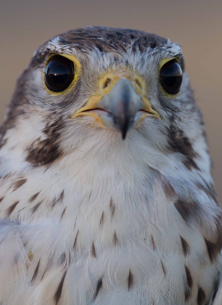 Male Prairie Falcon