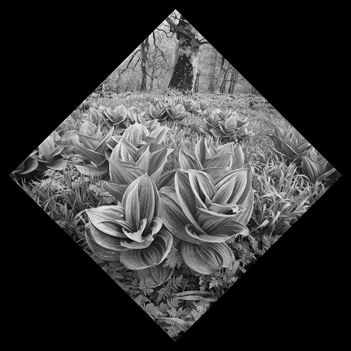 veratrum spring