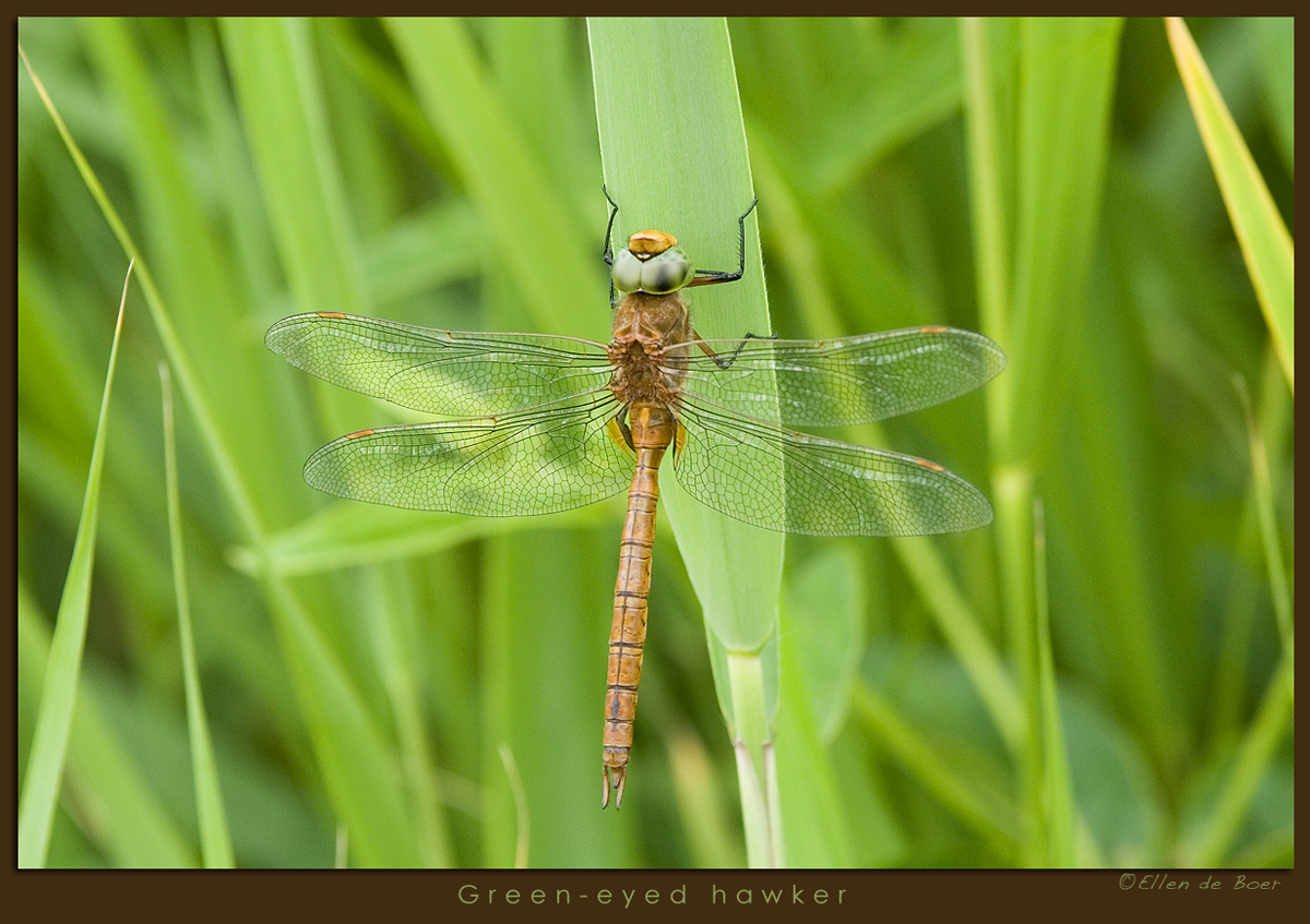 Green eyes...