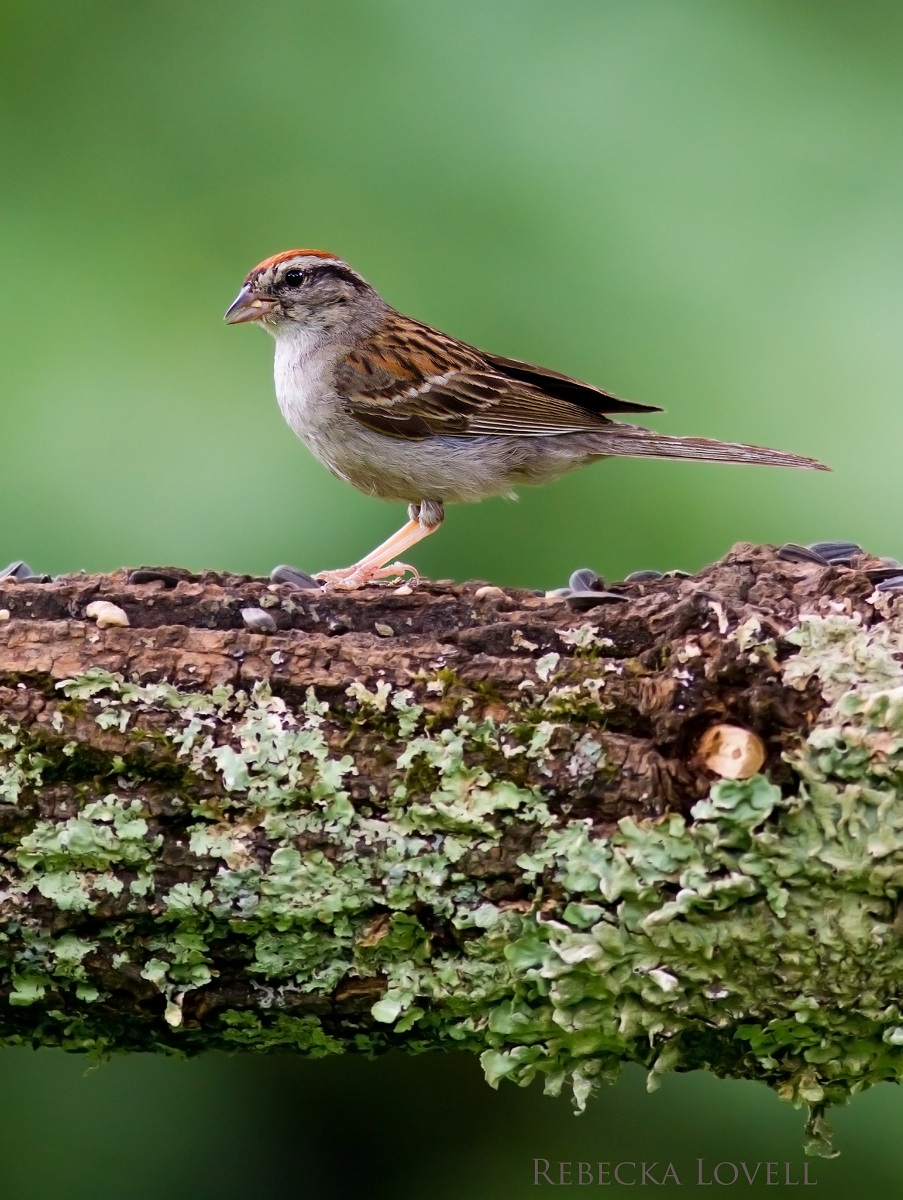 Chipping Sparrow