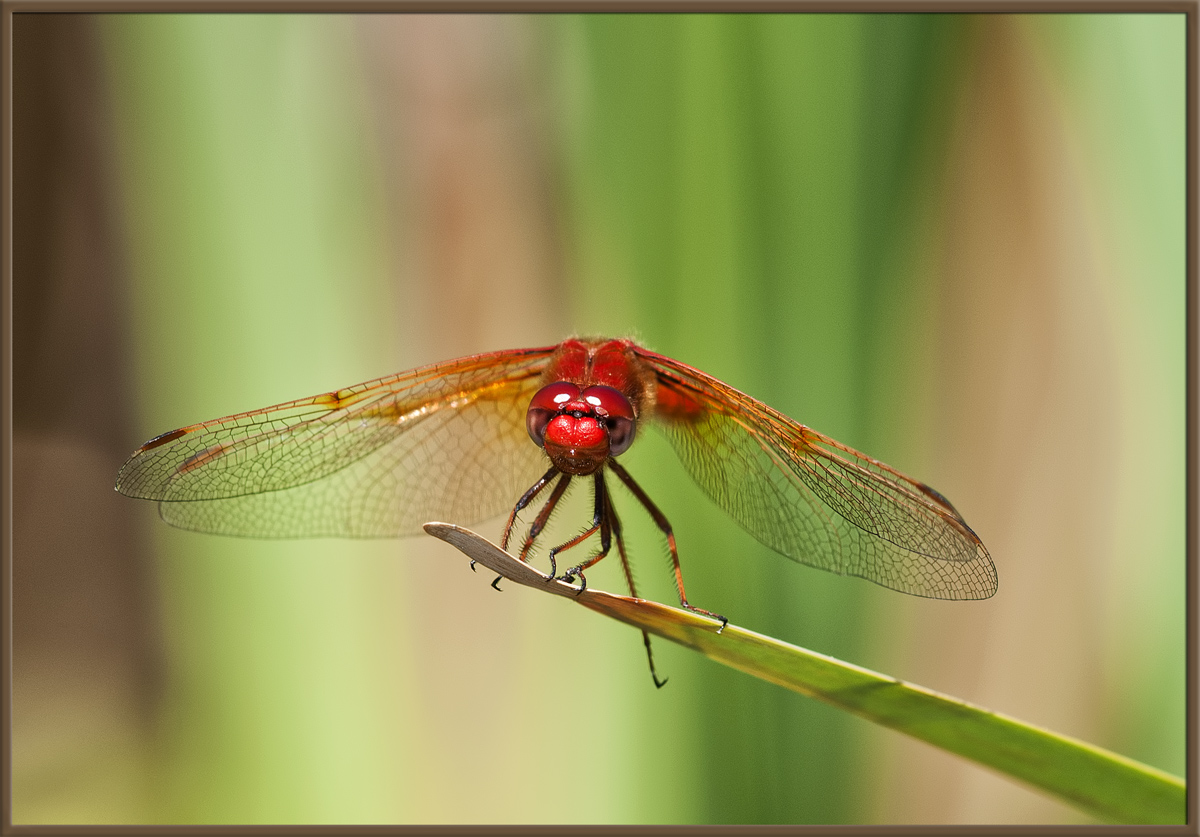 Red Darter