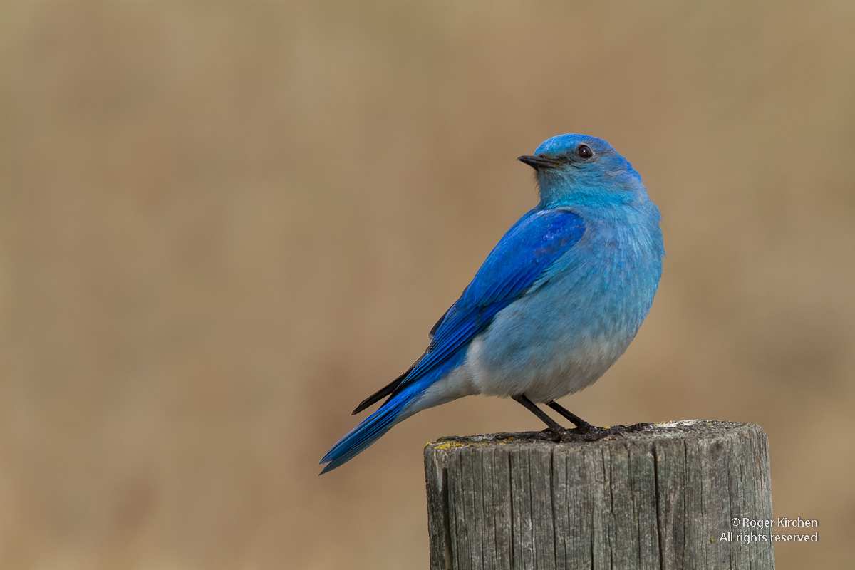 Mountain Bluebird