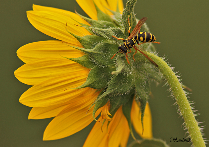 On the sunflower ..
