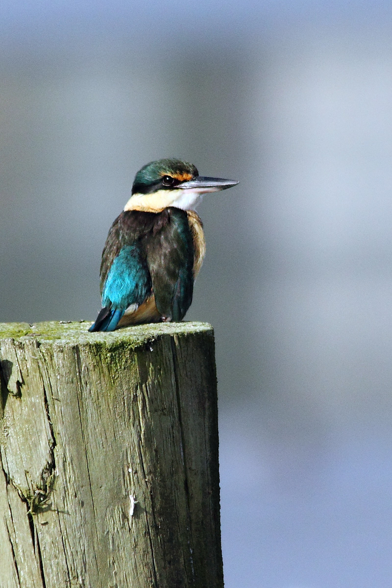 Kingfisher 