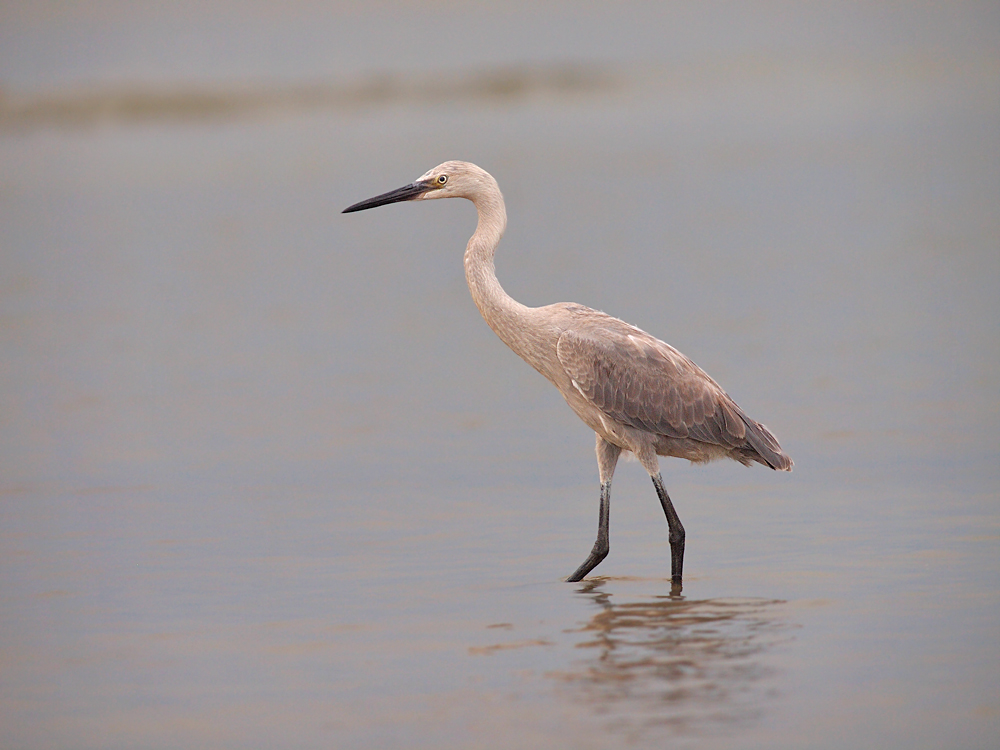 Reddish Egret Juvi