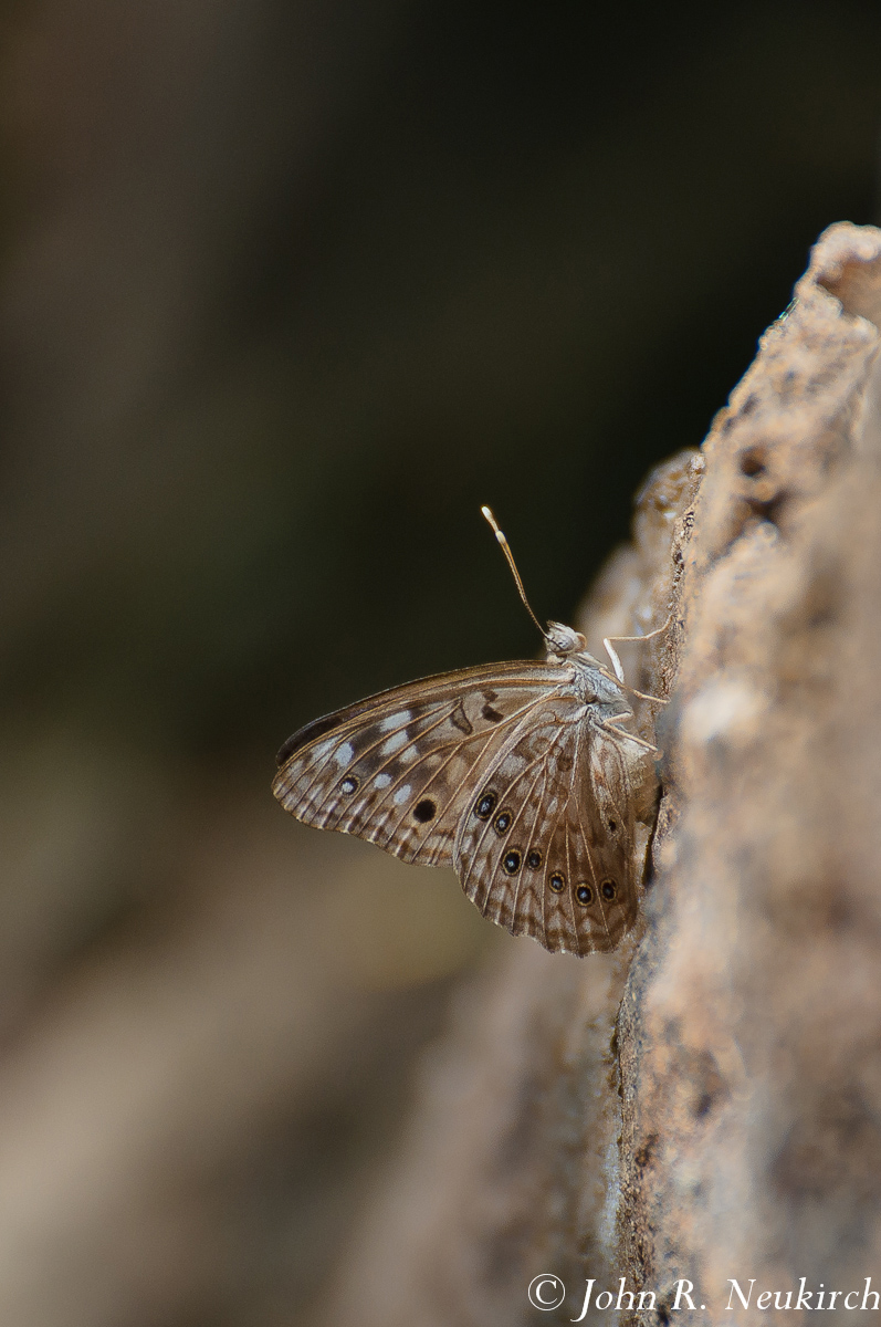 Hackberry Emperor