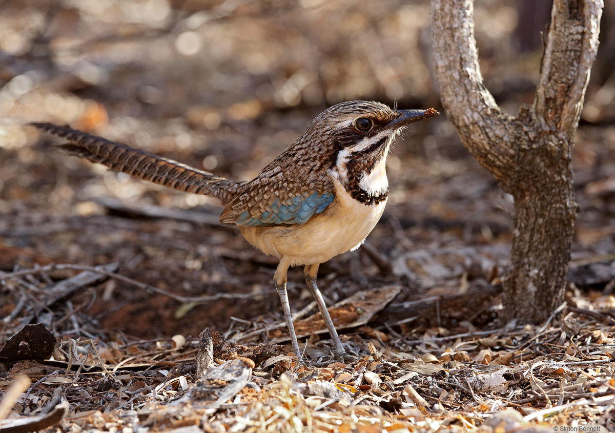 Ground-Roller
